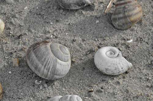 seashell beach sand sea seashell seashore shell nature mollusk marine summer