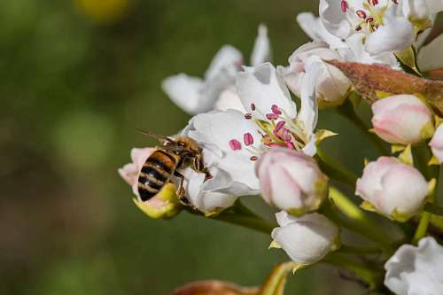 abeja, trabajador de la flor, polinización, insecto, primavera, artrópodo, flor, planta de miel