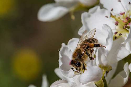 alas abeja polen artrópodo flor invertebrado miel naturaleza primavera insecto jardín alas abeja cerrar