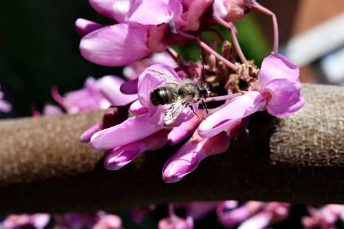 bee spring close macro honeybee insect petal shrub flower 