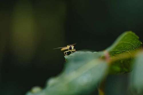 error blurry arthropod wasp insect invertebrate bug wildlife outdoors leaf nature  insects wasps