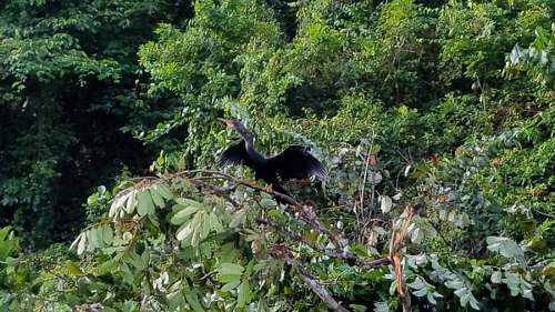 rainforest-fauna branch  flying  rainforest  taking off 