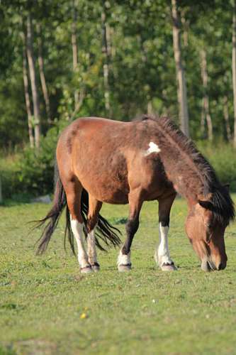 farmland brown livestock farmland pony horse horses cavalry rural ranch field 