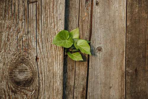 carpentry hardwood ivy fence leaves wood herb knot texture iron dirty cast rust