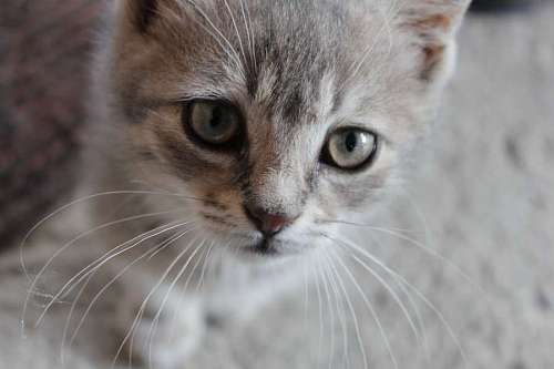 curiosity cat close whiskers grey nose domestic adorable eyes eyelashes kitten curious