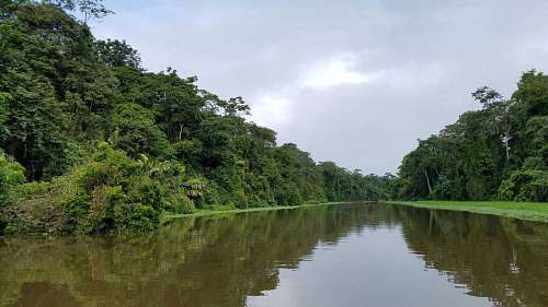 swamp channel water rainforest tropical nature river landscape wood tree outdoors forest swamp  riverbank palm