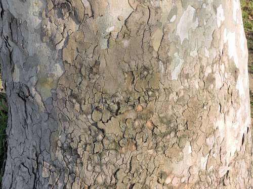 45-49-years cortex rough surface texture tree dirty nature pattern
