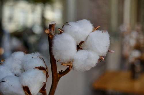 cotton grass frost branches plant shrub blur outdoors cold nature kb