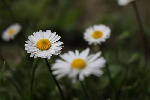 grassland daisies grassland daisy close flower meadow herb grass plants plant spring
