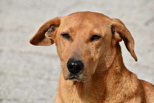 dog eyes nose brown yellowish looking animal hunting pet portrait  dogs