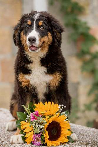 sheep dog shepherd sheepdog sunflower scottish bouquet fur outdoors pet eye funny