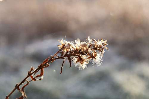 wildflower dry season winter wildflower sunshine plant wildlife outdoor frost outdoors nature kb