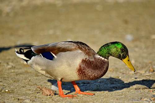 duck side biology mallard bird zoology waterfowl hinh animal wildlife v?t rai