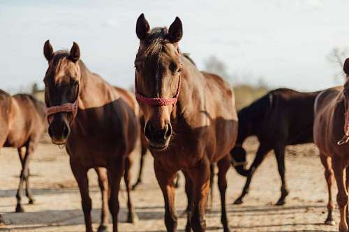 stallion equine horses stallion horse farm brown ranch pferde pferd bauernhof mare field animal hengst tier braun stute kavallerie mustang 