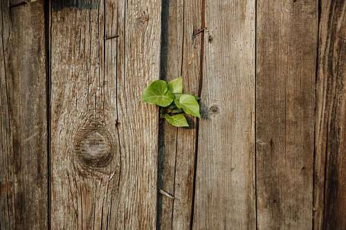 abandoned fence wood wooden frog rough tree ivy abandoned leaves picket