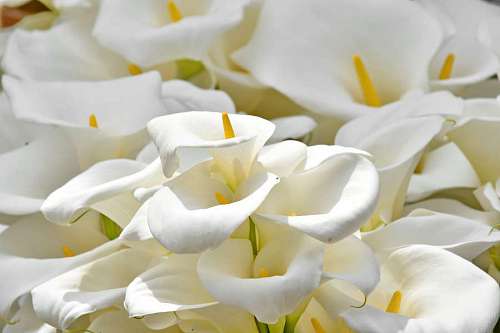 pistil flower elegance pistil nature flora leaf bright elegant 