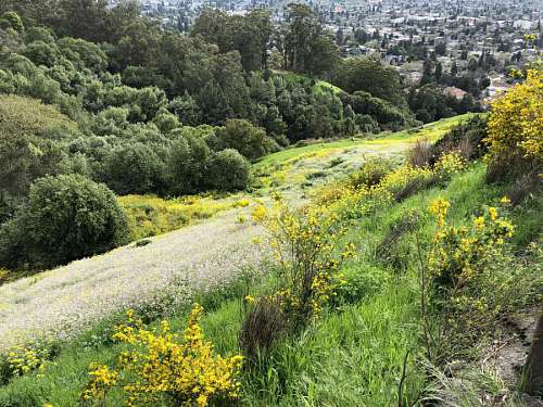 hilltop flower hill tree hilltop landscape plant scenic nature panoramic shrub