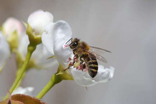 alas flor abeja alas cerca invertebrado abeja obrera naturaleza