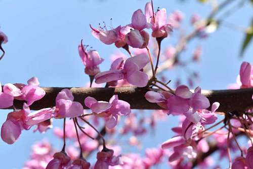 flowering-streets flowering pinkish branches horizontal shrub plant nature flowers spring kb