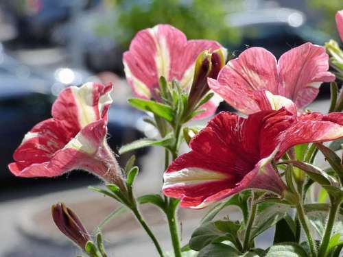 reddish flowers flower garden petunia reddish focus shrub nature petunias 