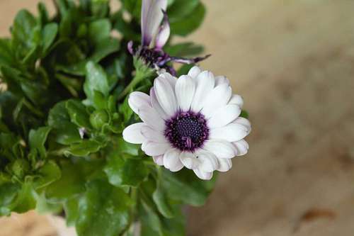 pistil focus pollen pistil blur purple flower flora blossom spring bloem bloemen stamper paars lente stuifmeel vervagen afbeeldingen gratis kb bloesem