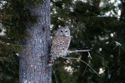 habitat owl forest pine natural tree bird wildlife nature outdoors beak