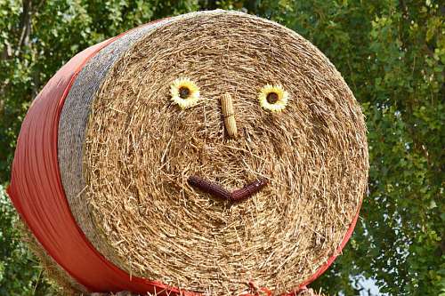 hay creativity funny agriculture still face farm rural decoration dekoration gesicht lustig leben  feld stroh feed mais laendlichen landwirtschaft