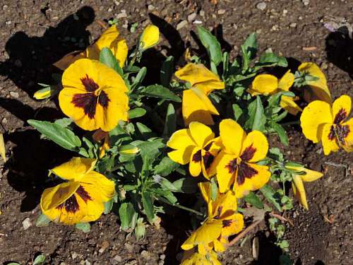 herb leaf yellow plant garden flora nature flowers flower kb