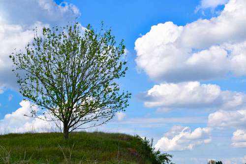 hillside-houses hillside lonely alone tree landscape nature countryside hilltop rural plant egil hammer kb