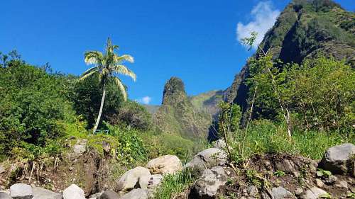 hillside-houses hillside  palm  tree  tropical  nature 