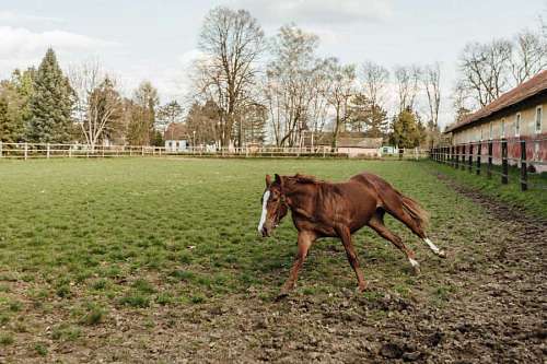 stallion horse training farm stallion ranch program racing running equine rural grass mare
