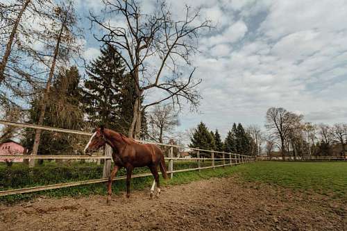 recurso caballos granja caballería rancho rural resort animal hierba yegua caballo