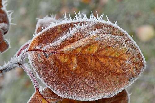 crystal-clear-water ice frost frozen leaves cold crystal winter yellow leaf tree nature flora 