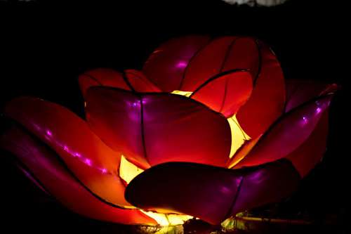 viola illuminated purplish lamp flower stained dark glass
