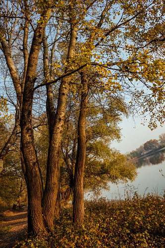 otono paisaje junto al lago álamo bosque otoño paisaje hoja árboles naturaleza árbol madera