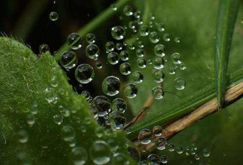 moisture leaves raindrop dew bubble moisture spiderweb macro