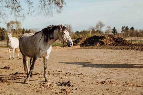 stallion livestock  stallion  white  horses  animal 
