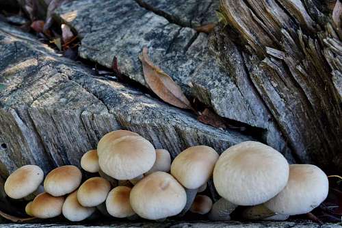 mushroom mushroom tree nature upclose fungus wood texture natural spore