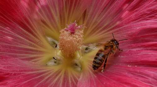 nectar flower honeybee insect pollen plant bee shrub nature