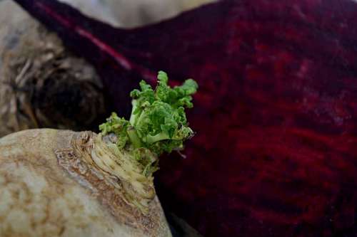 root nutrition minerals antioxidant beetroot leaves fresh close radish roots healthy kb