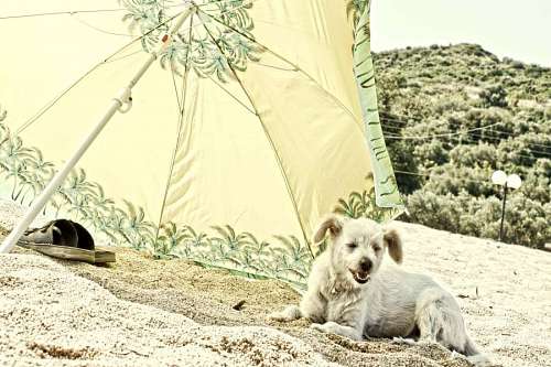 parasol sand dog summer beach canine grass outdoors pet nature