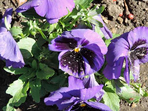 viola petunia purple plant viola flowers flower leaf herb garden nature 