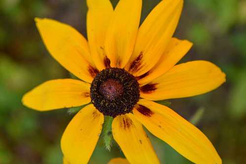 luminous pistil gambar flower cerah plant bright sunflower bunga alam yellowish pianta luminosa giallastro fiore pistillo gratis terbaik girasole petalo giallo