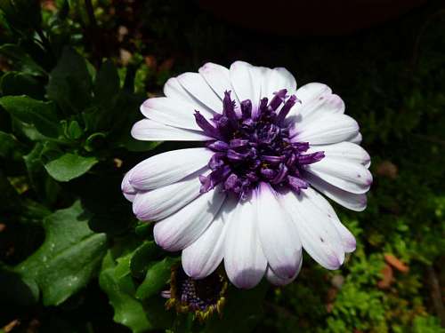 pistil pollen pistil flower garden purplish shade shadow blossom nature