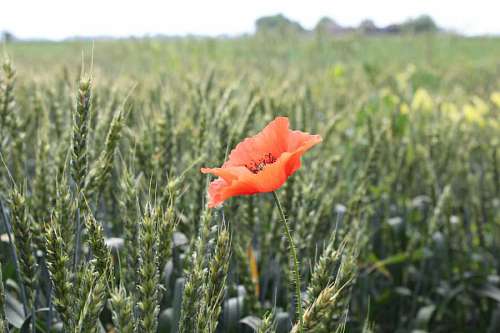 trigo amapola campo de trigo opio agricultura flor flor campo planta