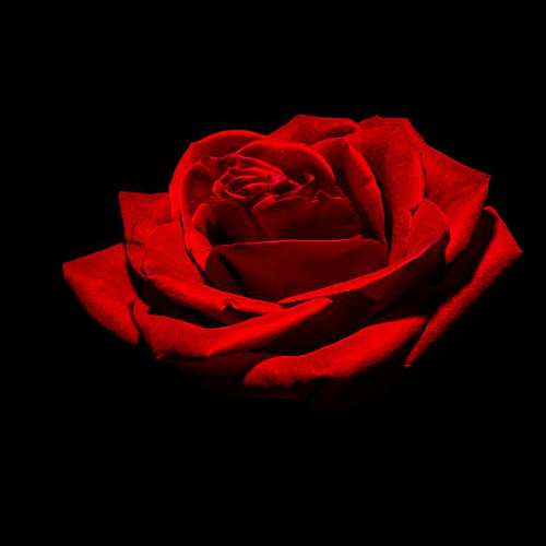 flowering-streets rose flower close studio darkness romance shadow dark carmine flash plant still  coquelicot colorfulness flowering floribunda petal maroon macro