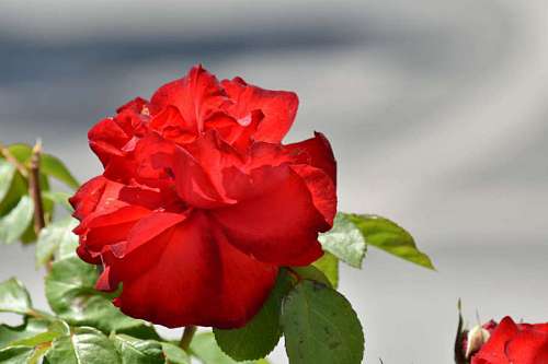 roses leaf rose pink petal bud plant nature flower
