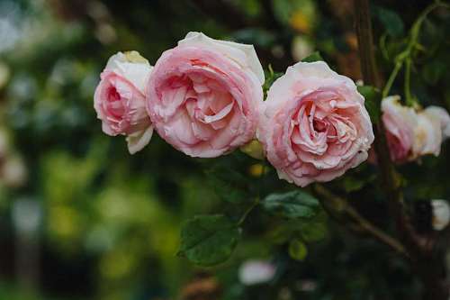 arbusto rosas pétalo hoja rosa rosado tres arbusto planta naturaleza