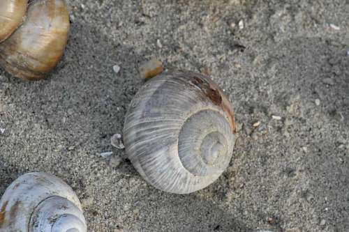 seashell sand shell beach seashore seashell mollusk marine sea nature summer 