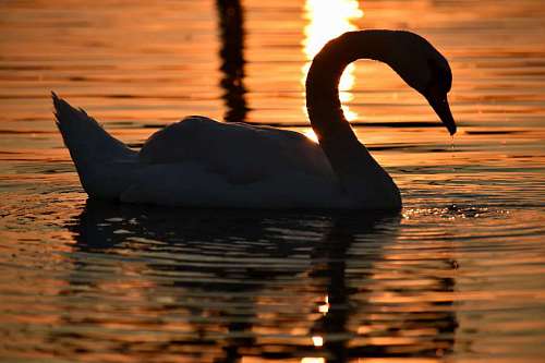 waterdrop shadow swan sunset silhouette water bird waterdrop reflection lake dawn  birds swans